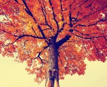 bigstock-feet-resting-on-a-tree-trunk-d-71582257