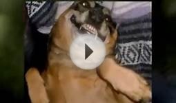 Dog Training Videos