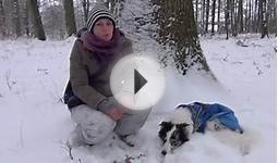 Free Dog Training Videos List- clicker dog training