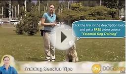 FREE DOG TRAINING VIDEOS ONLINE - BEST PUPPY TRAINING VIDEO