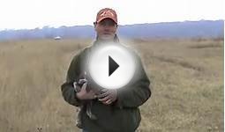 Free Hunting Dog Training Videos - Heel Part 1