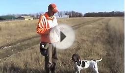 Free Hunting Dog Training Videos - Live Bird Retrieves