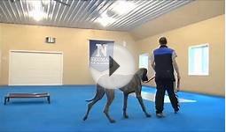 Wellington (Great Dane) Boot Camp Dog Training Video